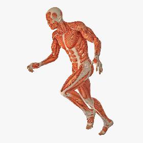3D Running Man Muscles Anatomy System
